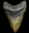 Megalodon Tooth - North Carolina #77522-1